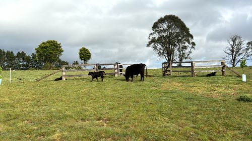 Photo of Inkungu Farm
