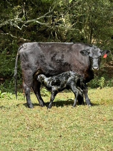 Photo of Inkungu Farm