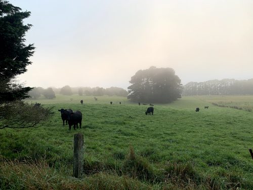 Photo of Inkungu Farm