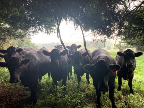 Photo of Inkungu Farm