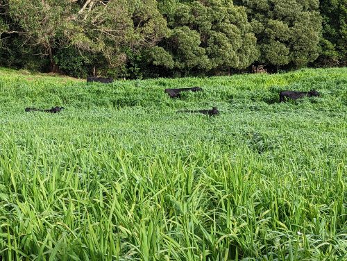 Photo of Inkungu Farm