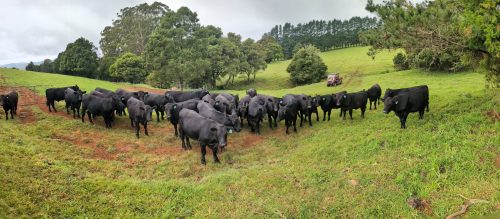 Photo of Inkungu Farm